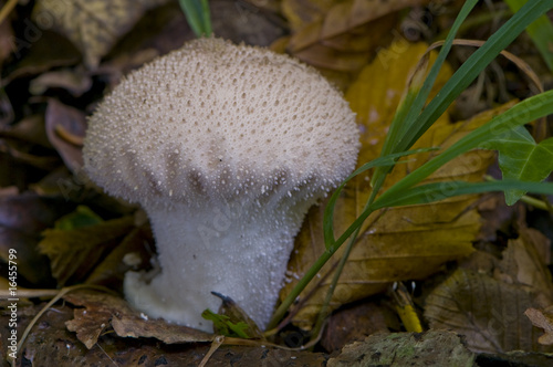 Wallpaper Mural vesse-de-loup perlée (lycoperdon perlatum) Torontodigital.ca