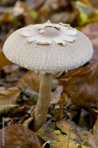 lépiote gracile (macrolepiota rickenii / macrolepiota gracilenta photo