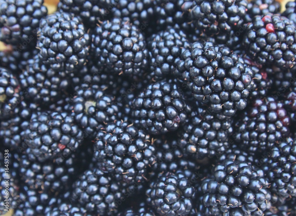 Fresh blackberries