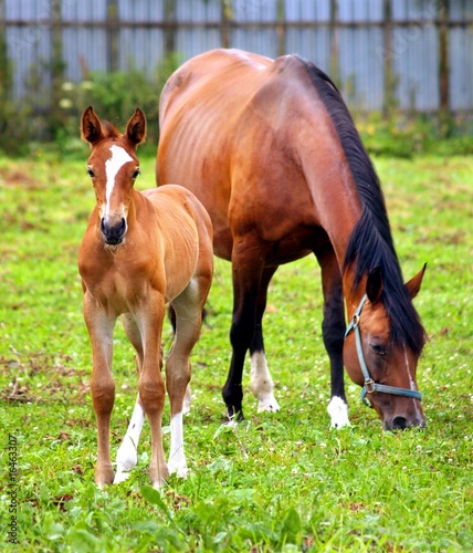 Mother and child grazing and taking rest on the green meadow.