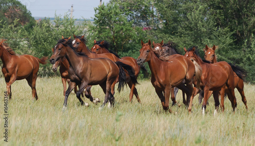 herd of foals