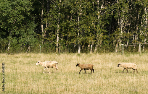 Three Sheep