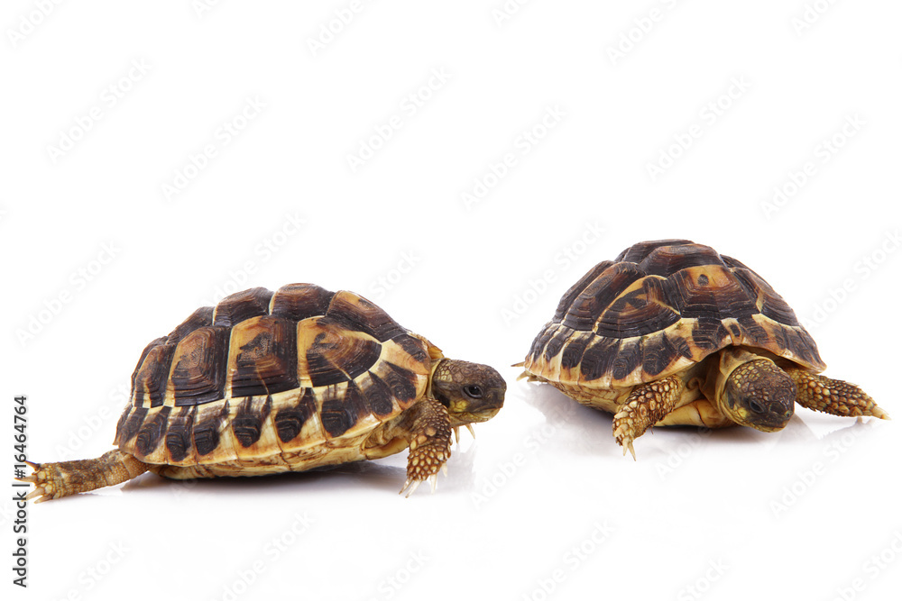 Fototapeta premium tartarughe