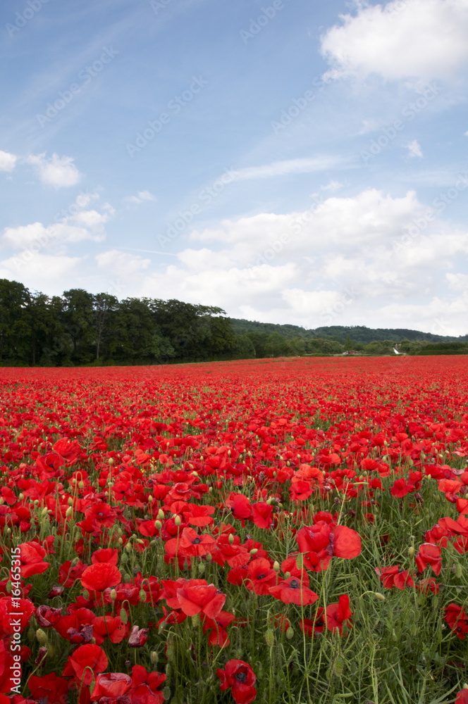 Poppy Field