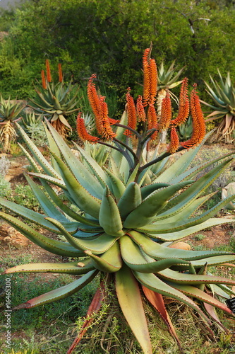 Aloe ferox in bloom photo