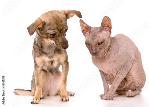 Little dog and Don Sphynx cat isolated on white background