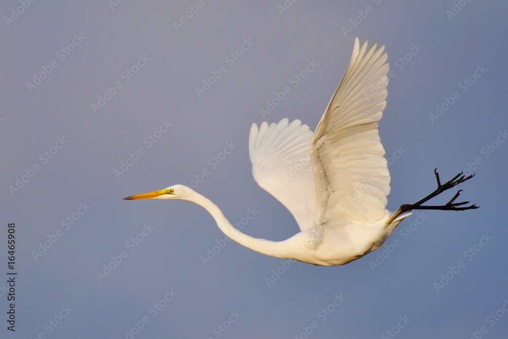 egret flying