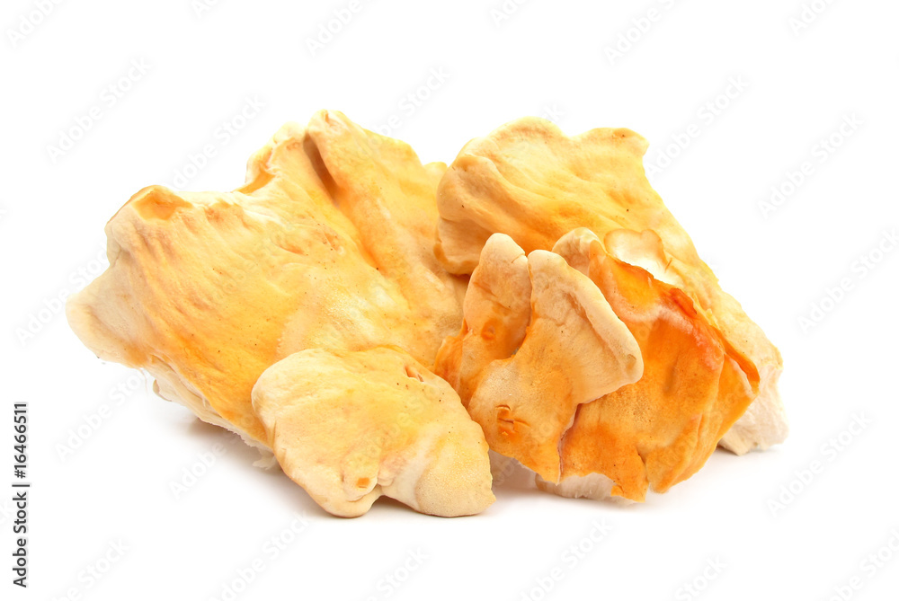 Sulphur shell chicken mushroom Laetiporus sulphureus Sulphur shell chicken mushroom Laetiporus sulphureus