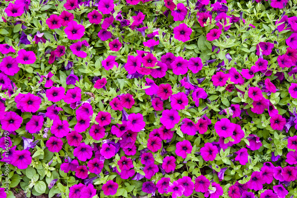 Purple Flowers in Ground Cover