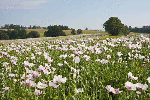 Fototapeta Naklejka Na Ścianę i Meble -  Field of poppys in Czech