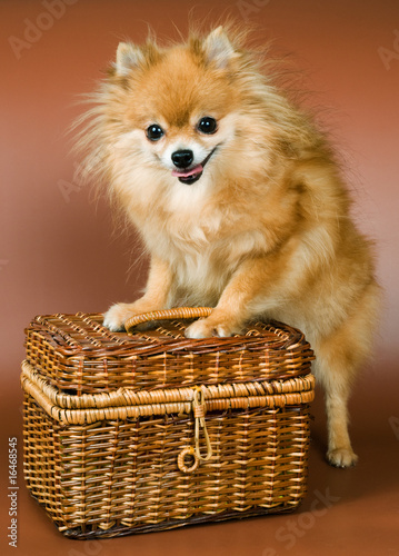Spitz-dog with a basket in studio