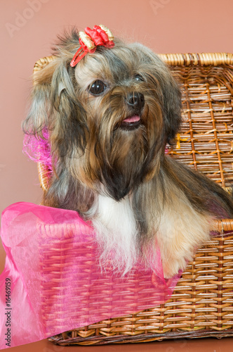 Lap dog in a bast basket