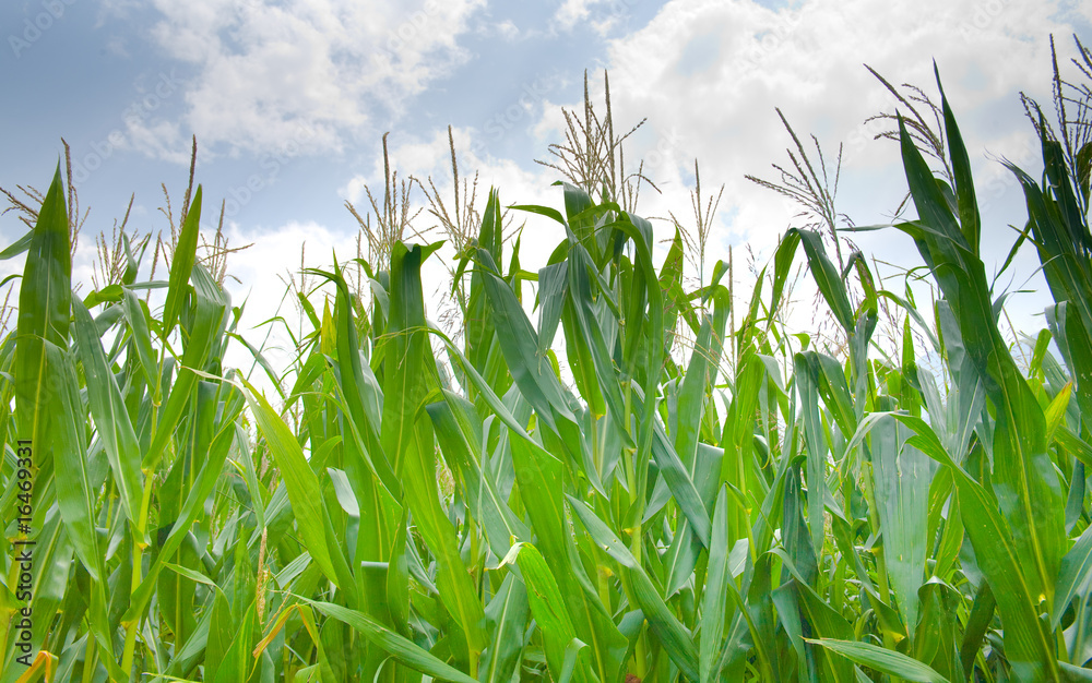 Obraz premium Cornfield