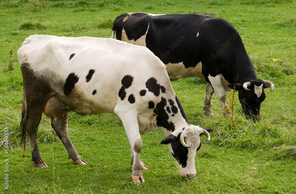 cows cows