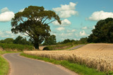 Countryside Lane