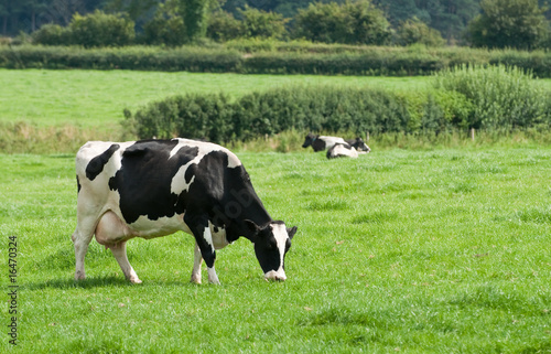 Grazing Dairy Cow