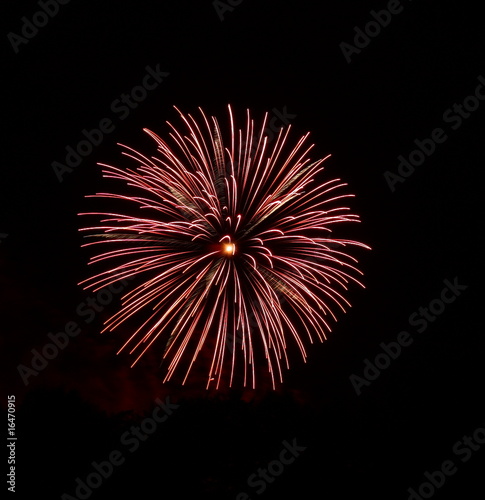 Rote Blume