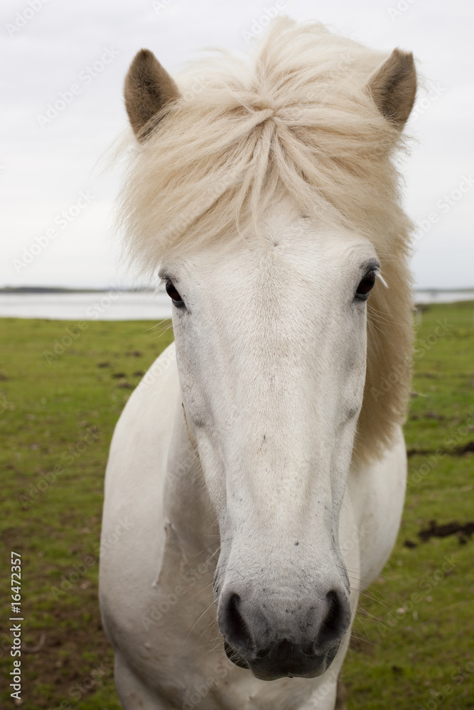 Fototapeta premium Islandpony