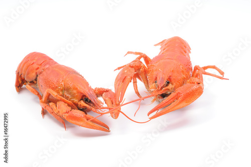 Crayfishes