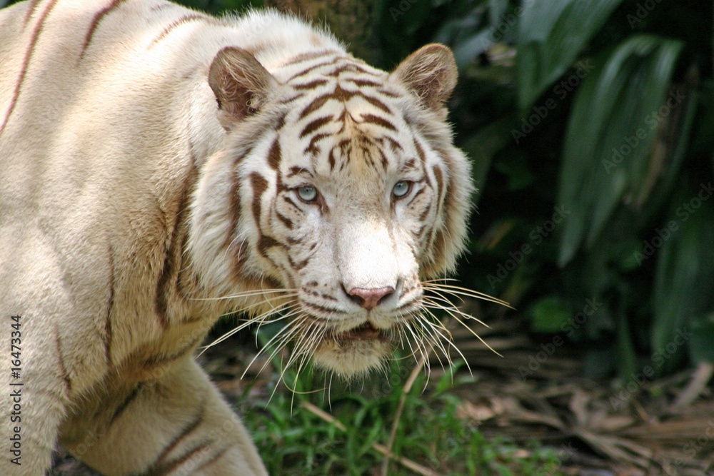 Fototapeta premium White tiger