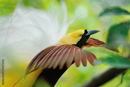 dancing bird of paradise photo