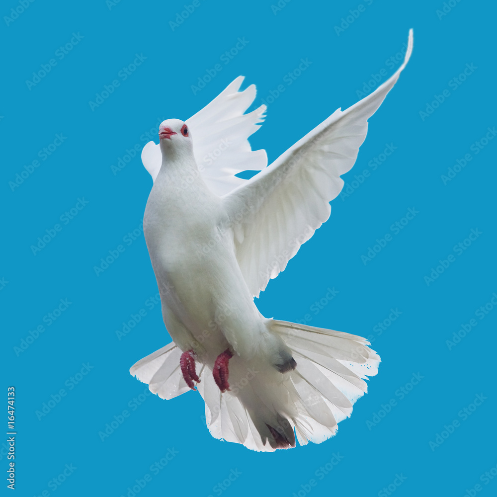 Obraz premium white dove flying isolated