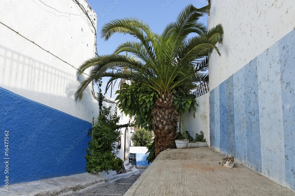 Chat dans les rues de la Kasbah des Oudayas à Rabat au Maroc