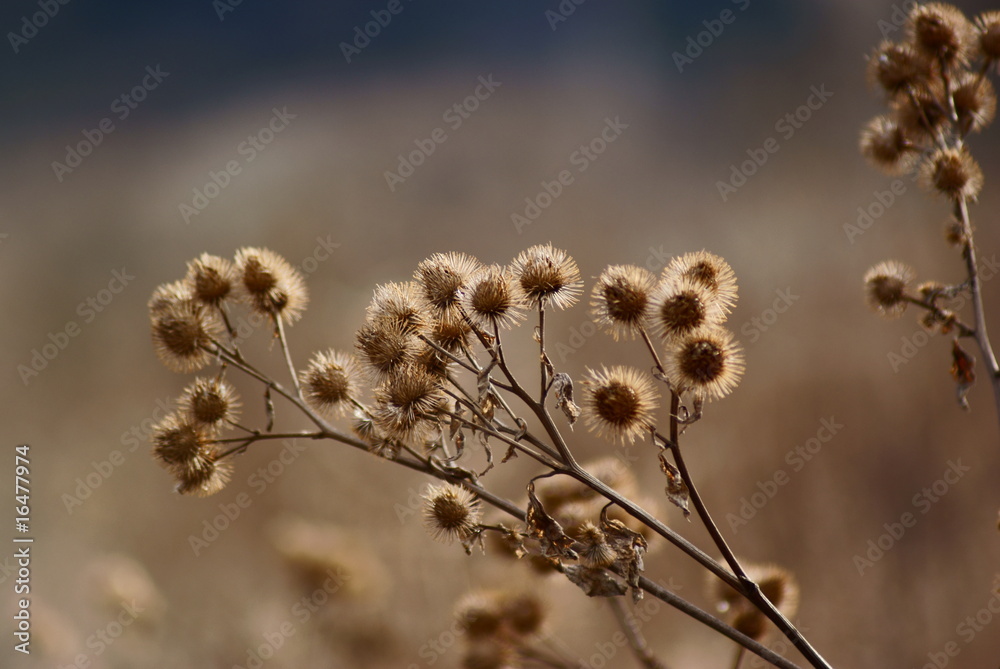 Abstract dry thistle background picture Abstract dry thistle background picture