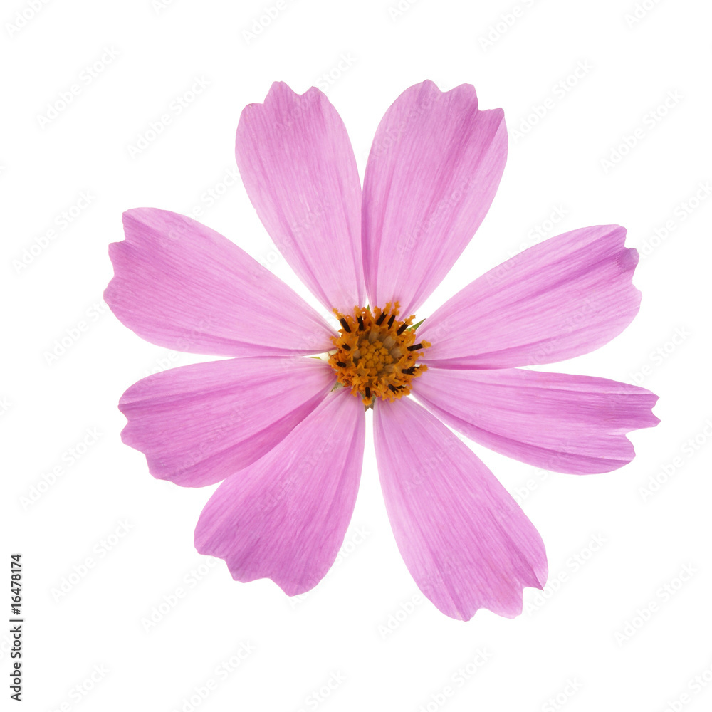 cosmos on white background