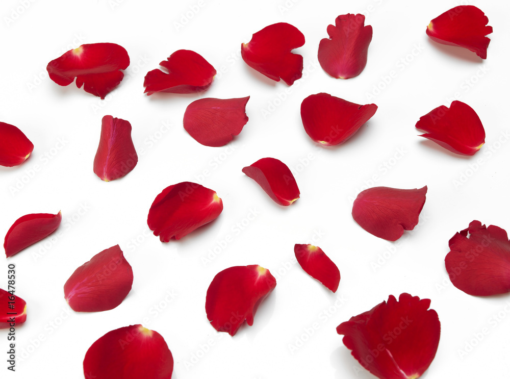 Obraz premium Scattered red Rose petals
