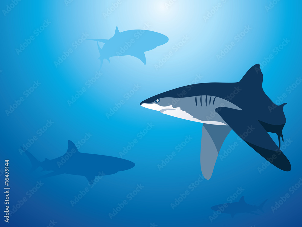 Obraz premium Shark Background