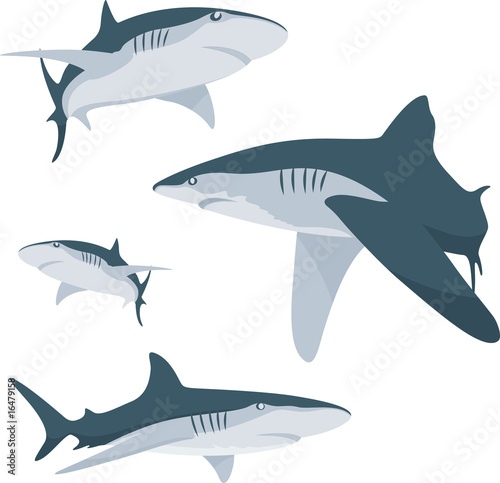 Shark