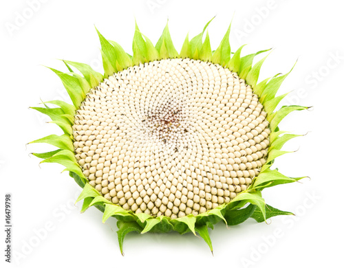 ripe sunflower on white background
