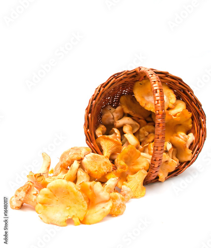 chanterelle