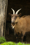 billy goat under farmyard shelter