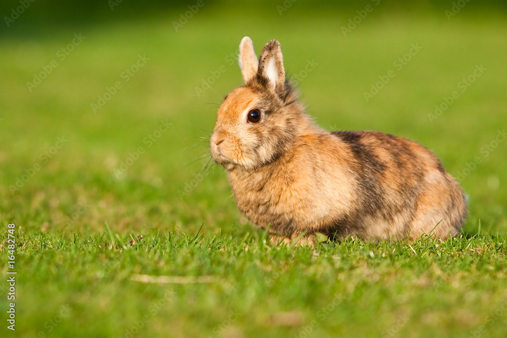 Fototapeta premium Small rabbit on grass