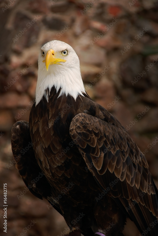 Bald eagle brick background