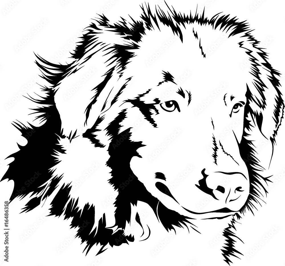 Nova Scotia Duck Tolling Retriever - Vector