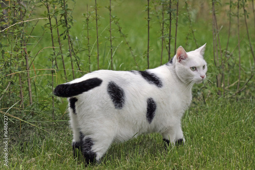 Katze