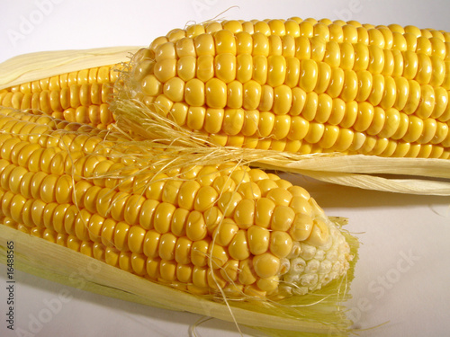 kukurydza w kolbach