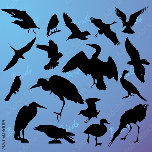 Silhouettes of the birds on turn blue