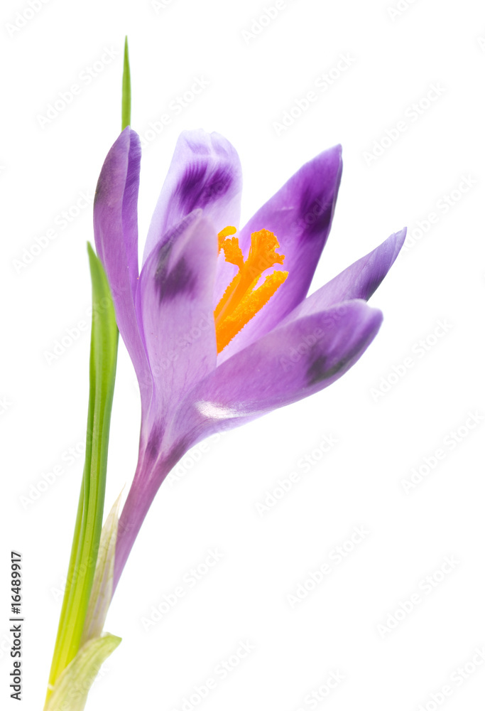 Naklejka premium kwiat krokusa