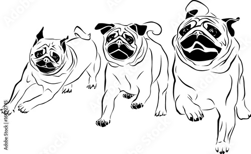 Racing Pugs - Pugs
