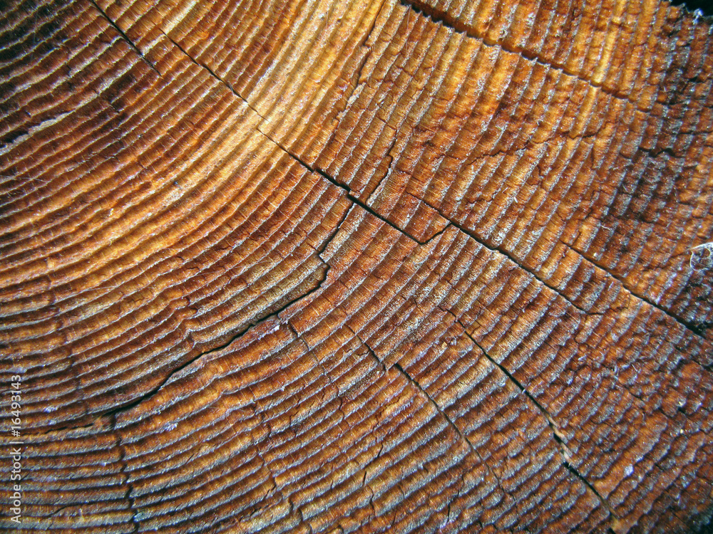 Naklejka premium Jahresringe - growth rings