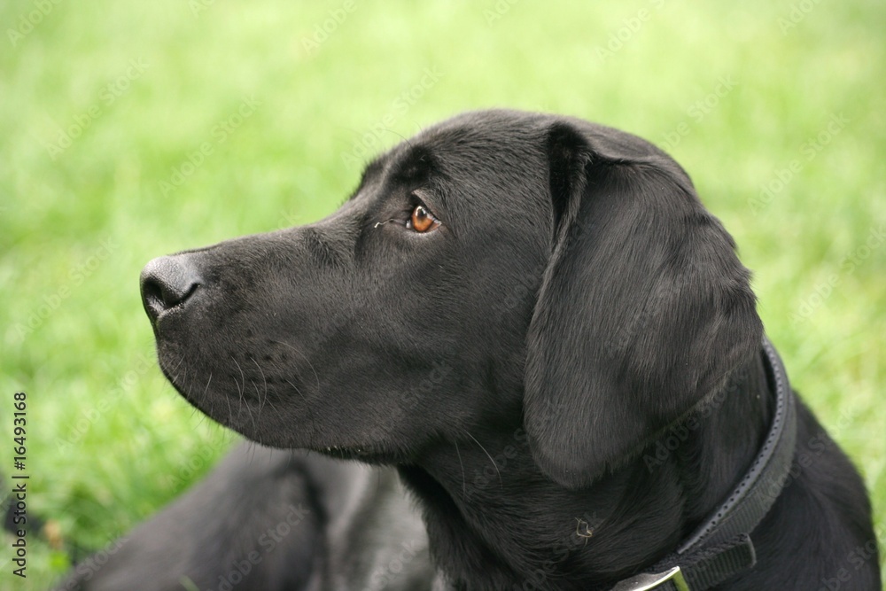 Labrador Meiko