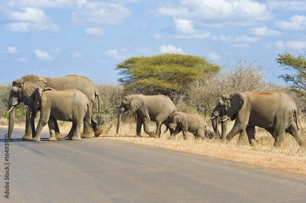 Elephant Family