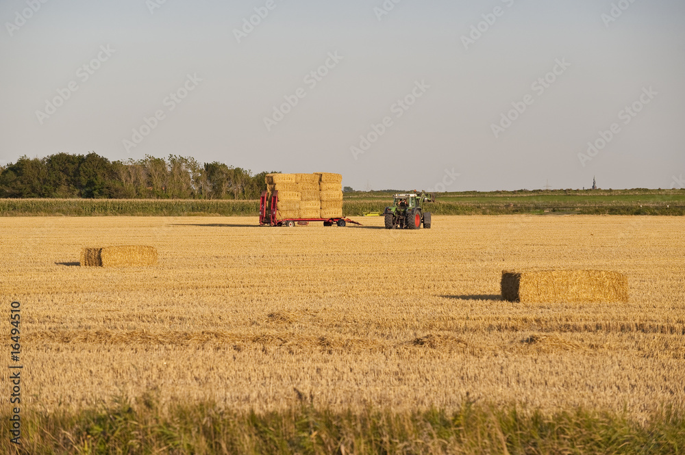 Fototapeta premium harvest