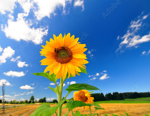 Sunflowers found in south-western Germany in late summer
