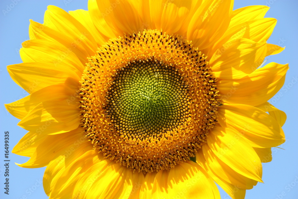 Fototapeta premium Sonnenblume (Helianthus annuus)