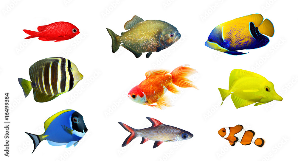 Tropical fish - collection on white background - obrazy, fototapety, plakaty 